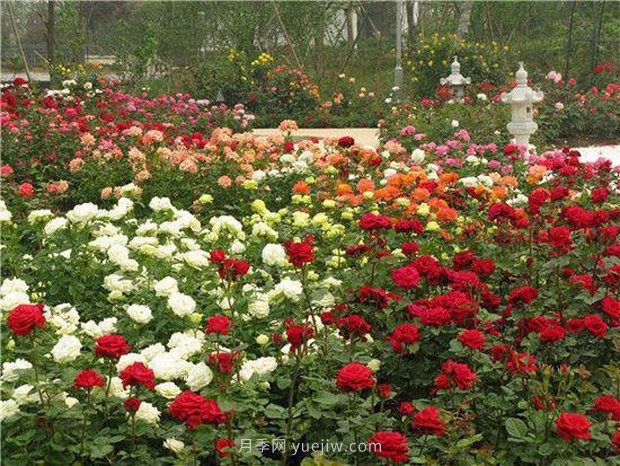 上海顧村公園500多畝月季正處盛花期，5.1期間置身于月季花海(圖1)