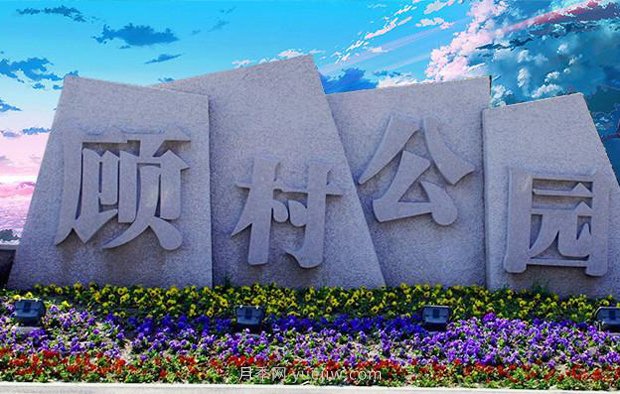 上海顧村公園500多畝月季正處盛花期，5.1期間置身于月季花海(圖2)