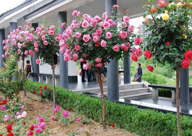 上海顧村公園500多畝月季正處盛花期，5.1期間置身于月季花海(圖3)