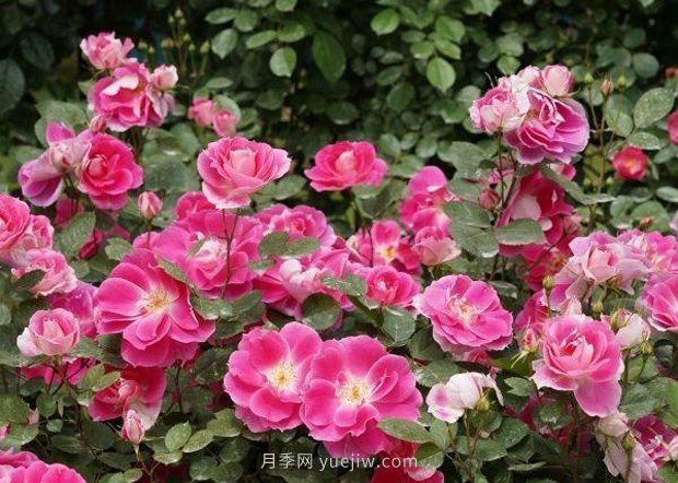 武漢滿(mǎn)街月季開(kāi)放，近百座公園進(jìn)入盛花期(圖2)