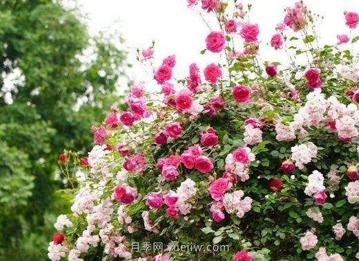 武漢滿(mǎn)街月季開(kāi)放，近百座公園進(jìn)入盛花期(圖5)