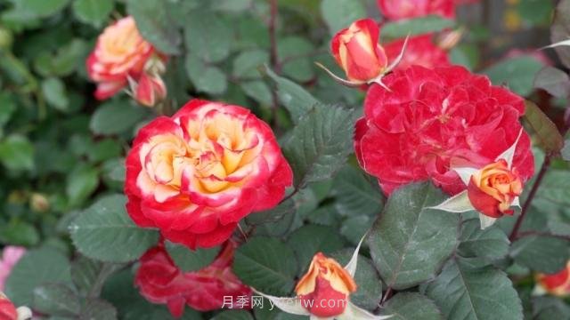 杭州滿(mǎn)城月季綻放，驚艷背后有他功勞(圖5)