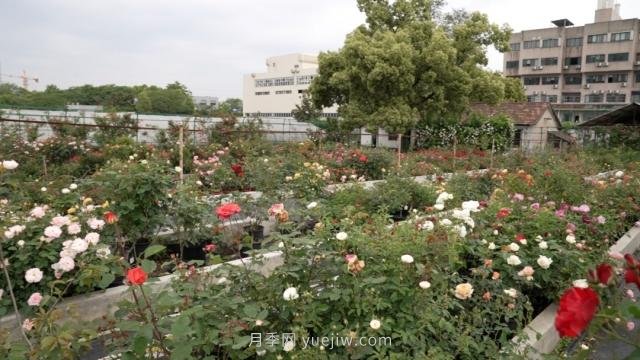 杭州滿(mǎn)城月季綻放，驚艷背后有他功勞(圖7)