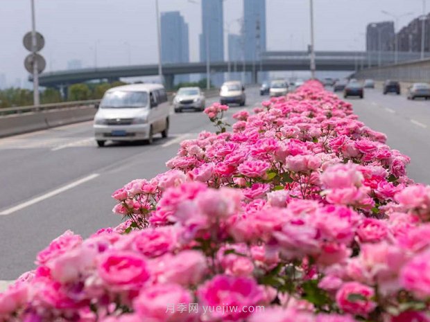 南陽(yáng)月季美化武漢花城，百條道路月季開(kāi)到爆街(圖1)