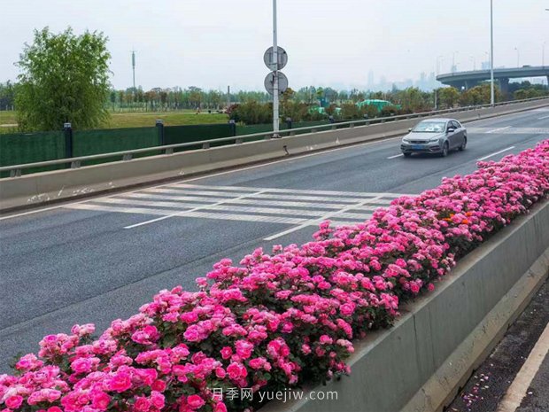 南陽(yáng)月季美化武漢花城，百條道路月季開(kāi)到爆街(圖3)