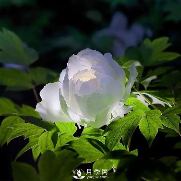 牡丹花中之王，推薦8個(gè)品種**驚艷到你(圖7)