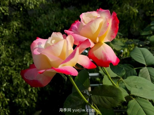 別的花不愛(ài)只養月季花，精挑細選了5個(gè)品種個(gè)個(gè)經(jīng)典(圖4)