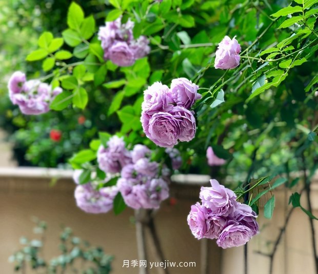 別的花不愛(ài)只養月季花，精挑細選了5個(gè)品種個(gè)個(gè)經(jīng)典(圖1)