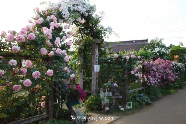 藤本月季憑一己之力撐起了整個(gè)花園的顏值，簡(jiǎn)直太美了(圖5)
