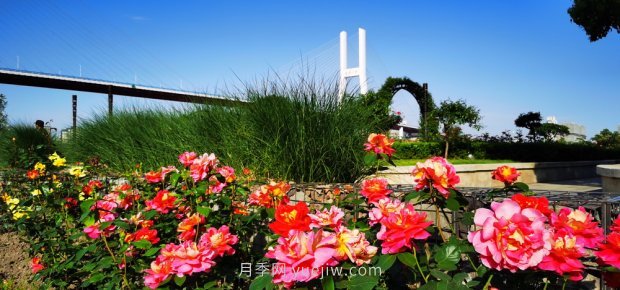 上海打造百條花道，屬于月季的***美賞花季來(lái)了(圖2)