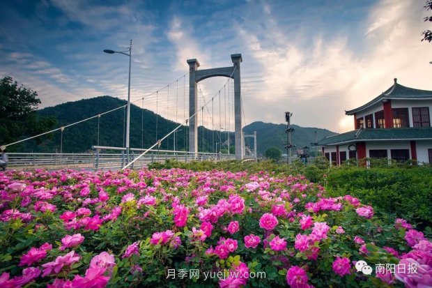 第十二屆南陽(yáng)月季花會(huì )4月29日開(kāi)幕，花事活動(dòng)提前報(圖3)
