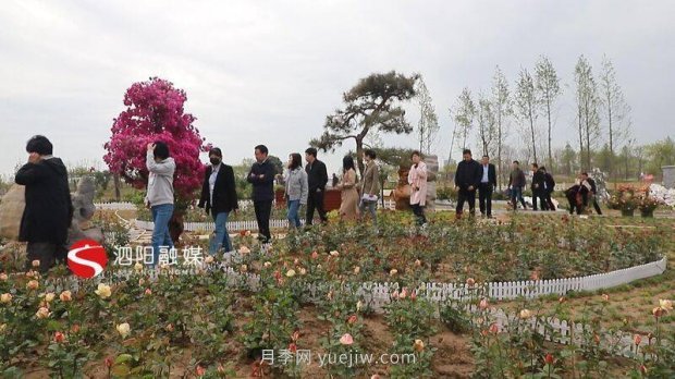 第十一屆中國月季展覽會(huì )：走進(jìn)青州展園(圖3)