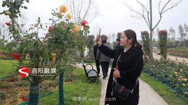 第十一屆中國月季展覽會(huì )：走進(jìn)青州展園(圖1)