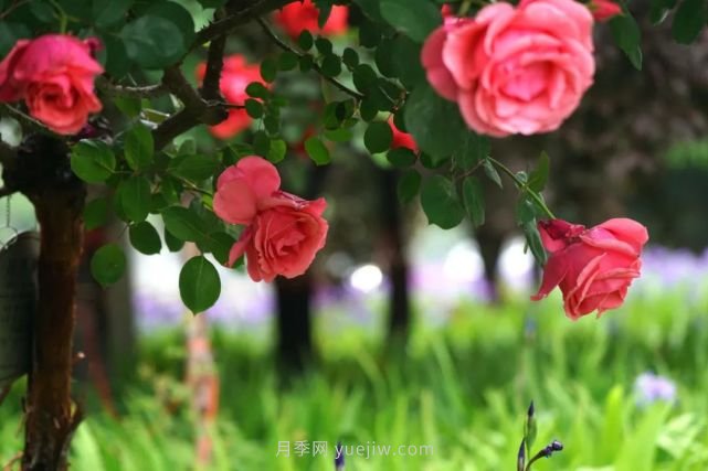 滿(mǎn)城飄香賞月季，月季花開(kāi)驚艷了四月的鄭州(圖1)