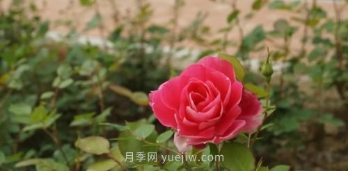 咸陽(yáng)4A級景區級別月季園，五一假期游玩就要去(圖5)
