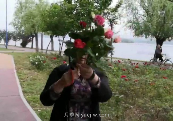 南陽(yáng)月季“剪花姐”被處罰，罰款后保證以后再不犯(圖1)