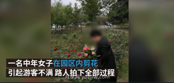 南陽(yáng)月季“剪花姐”被處罰，罰款后保證以后再不犯(圖2)