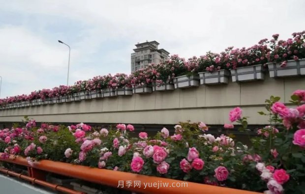 上海城市高架變“花路”，這些月季進(jìn)入盛花期啦！(圖1)