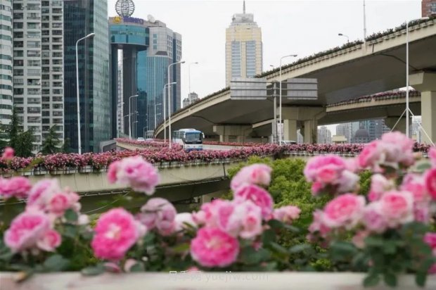 上海城市高架變“花路”，這些月季進(jìn)入盛花期啦！(圖2)