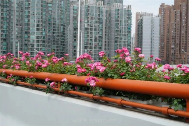 上海城市高架變“花路”，這些月季進(jìn)入盛花期啦！(圖4)