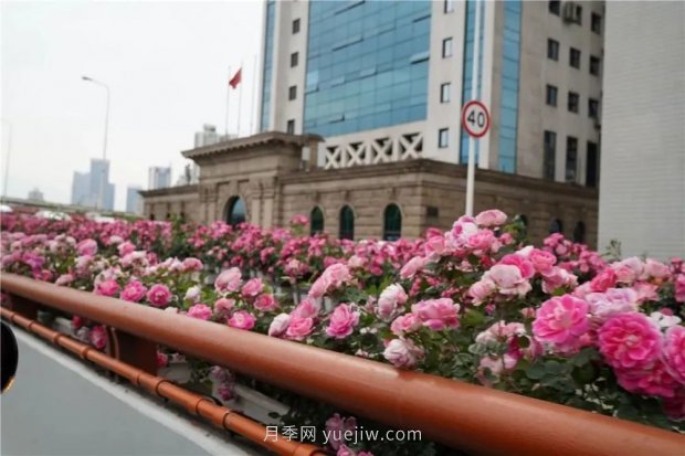 上海城市高架變“花路”，這些月季進(jìn)入盛花期啦！(圖3)