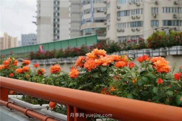 上海城市高架變“花路”，這些月季進(jìn)入盛花期啦！(圖5)