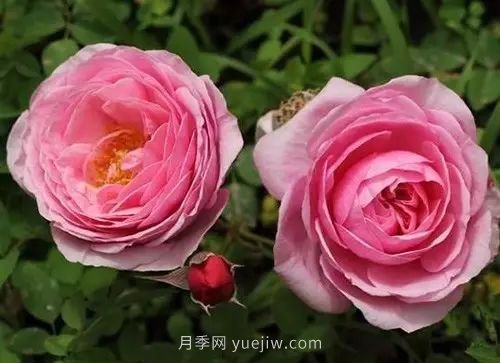 30種漂亮的月季品種推薦，必然有你喜歡的(圖3)