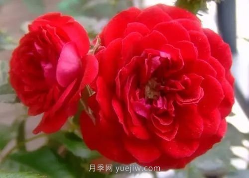 30種漂亮的月季品種推薦，必然有你喜歡的(圖27)