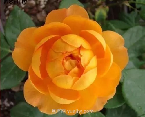 30種漂亮的月季品種推薦，必然有你喜歡的(圖7)