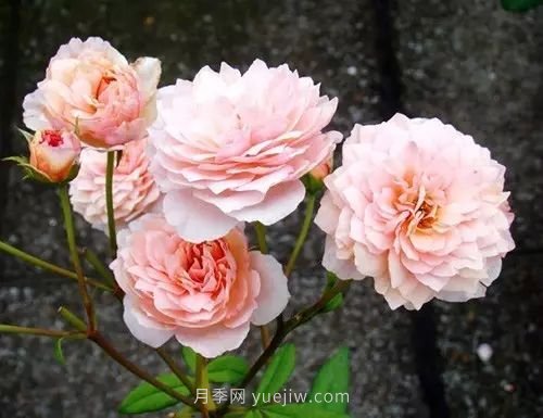 30種漂亮的月季品種推薦，必然有你喜歡的(圖16)