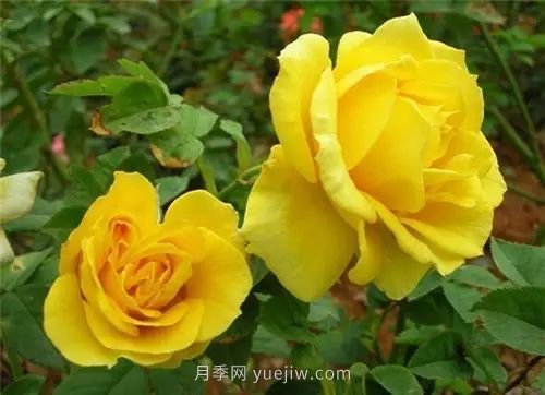 30種漂亮的月季品種推薦，必然有你喜歡的(圖10)