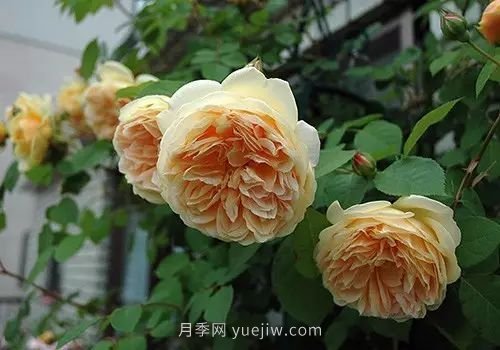 30種漂亮的月季品種推薦，必然有你喜歡的(圖19)