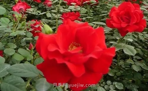 30種漂亮的月季品種推薦，必然有你喜歡的(圖8)