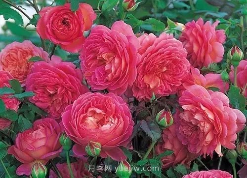 30種漂亮的月季品種推薦，必然有你喜歡的(圖20)