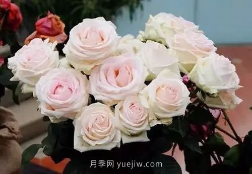 30種漂亮的月季品種推薦，必然有你喜歡的(圖6)