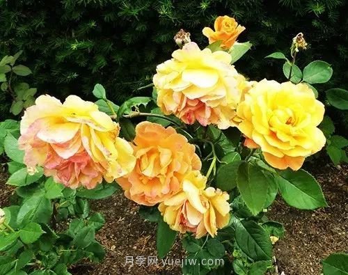 30種漂亮的月季品種推薦，必然有你喜歡的(圖17)