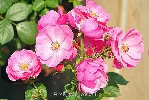 30種漂亮的月季品種推薦，必然有你喜歡的(圖1)