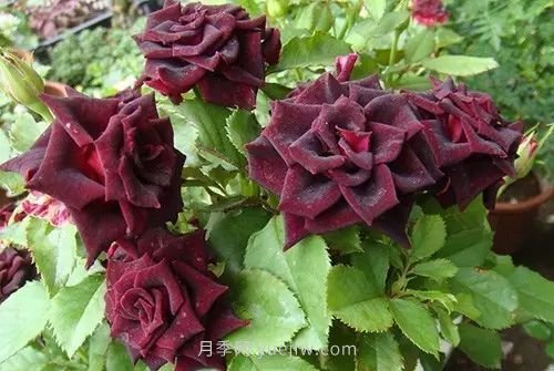 30種漂亮的月季品種推薦，必然有你喜歡的(圖9)