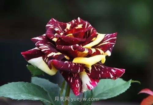 30種漂亮的月季品種推薦，必然有你喜歡的(圖15)