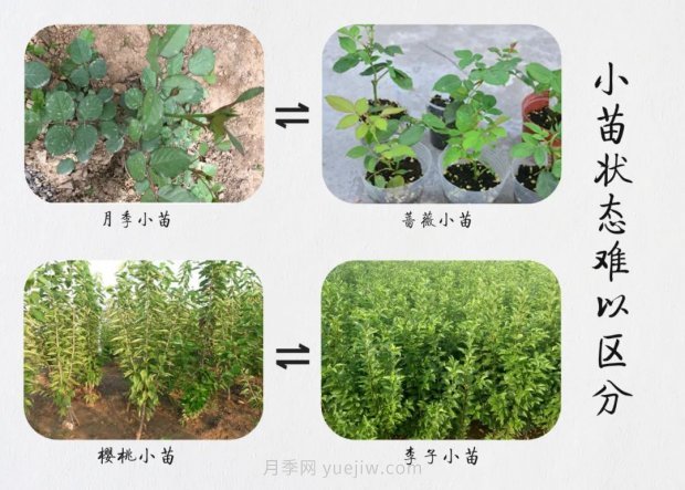 重拳出擊！江蘇沭陽(yáng)“打假”扣押苗木10萬(wàn)余株(圖6)