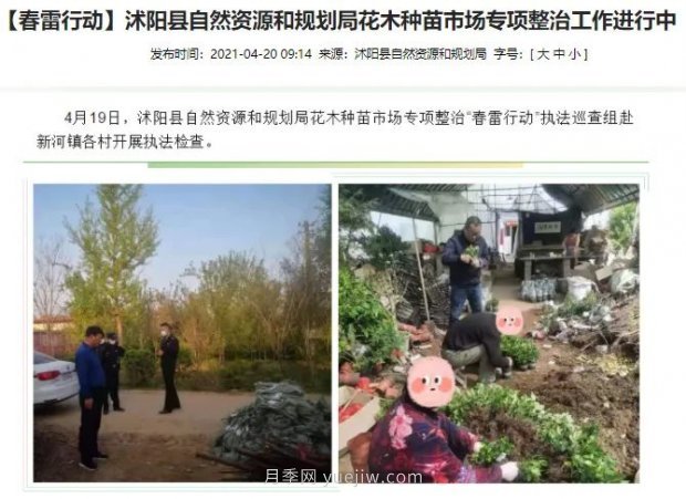 重拳出擊！江蘇沭陽(yáng)“打假”扣押苗木10萬(wàn)余株(圖1)