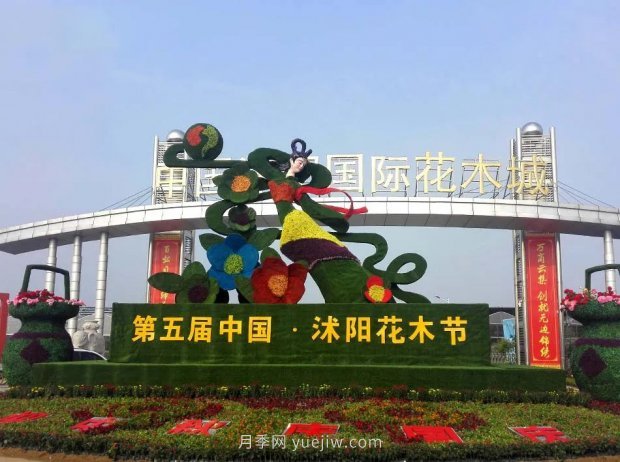 重拳出擊！江蘇沭陽(yáng)“打假”扣押苗木10萬(wàn)余株(圖4)