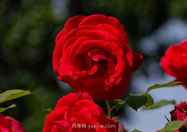 安陽(yáng)市滑縣森林公園月季花開(kāi)放，賞花打卡正當時(shí)(圖2)