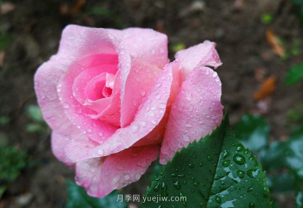 實(shí)體店買(mǎi)月季花更放心，為什么花友還喜歡從網(wǎng)上買(mǎi)？(圖1)