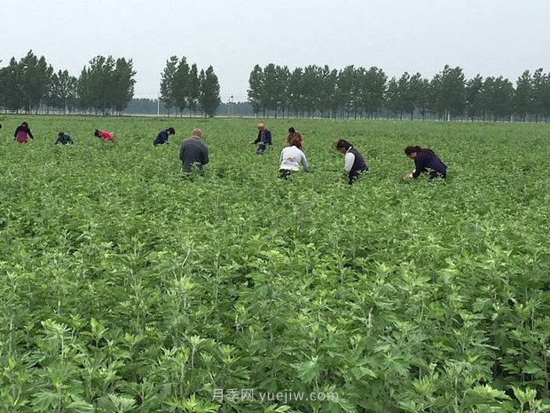 艾草產(chǎn)業(yè)為什么能在南陽(yáng)市不斷發(fā)展升級？(圖1)