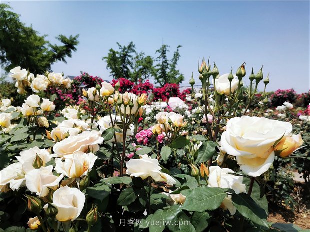 5月賞月季花，不可錯過(guò)南陽(yáng)月季博覽園的美景(圖3)