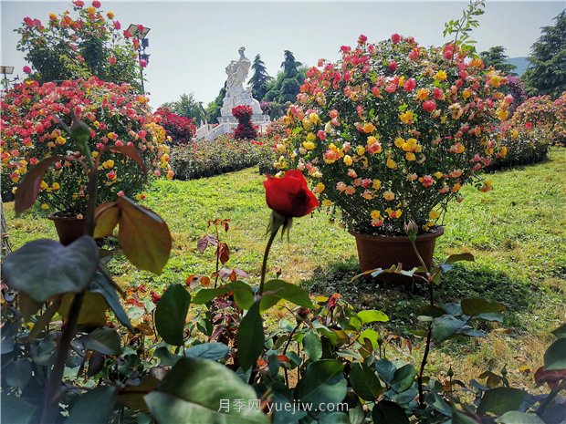 5月賞月季花，不可錯過(guò)南陽(yáng)月季博覽園的美景(圖2)