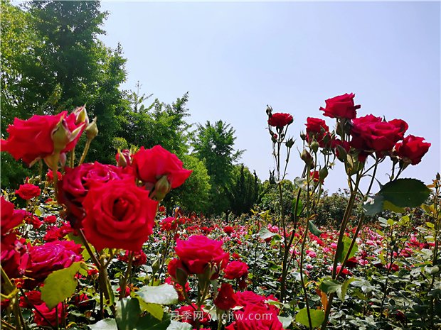5月賞月季花，不可錯過(guò)南陽(yáng)月季博覽園的美景(圖4)