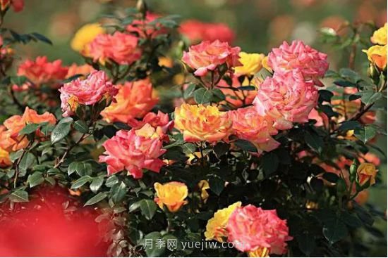 西安航天基地“初夏限定款”月季花，邀您來(lái)賞！(圖1)