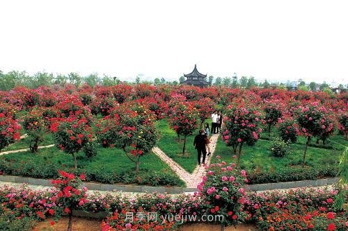 年產(chǎn)值25億！中國月季八成南陽(yáng)種植(圖2)